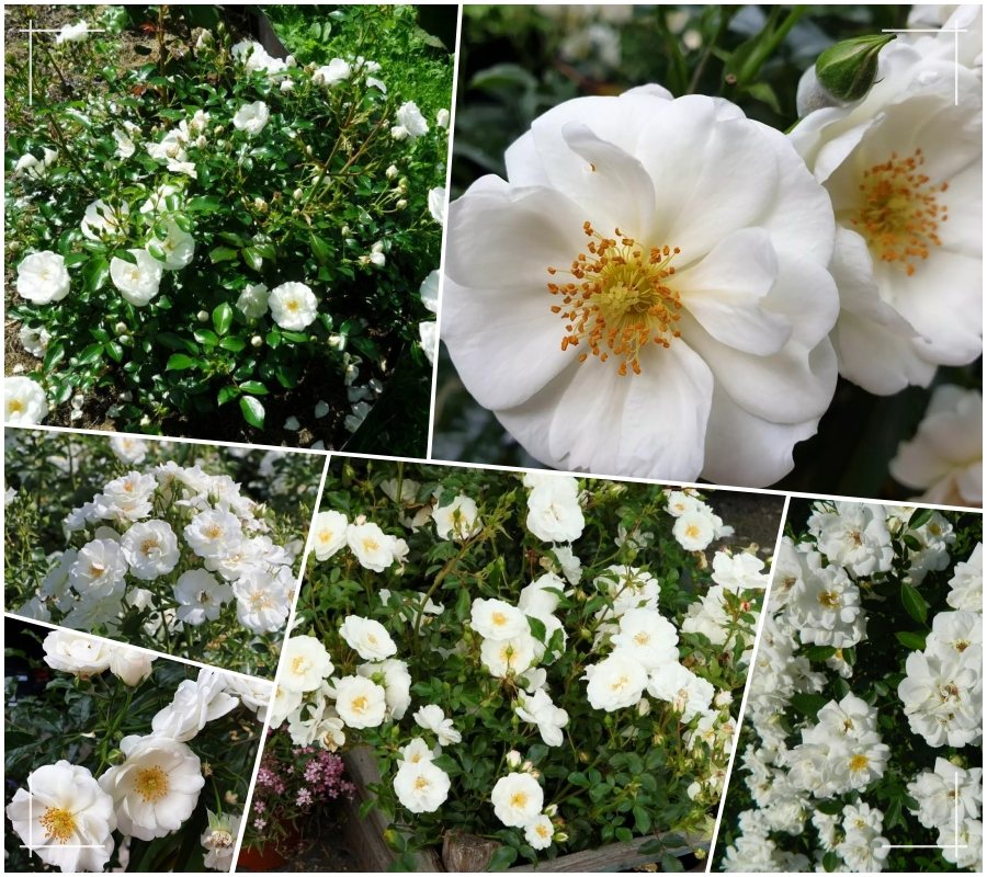 Innocencia róża okrywowa